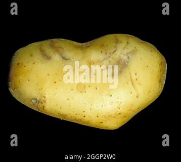 Exterior skin of a potato tuber showing spraing a symptom of tobacco rattle (TRV) and potato mop-top virus PMTV) Stock Photo