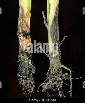 Symptoms of foot rot (Fusarium solani f.sp. viciae) on field bean stem bases Stock Photo