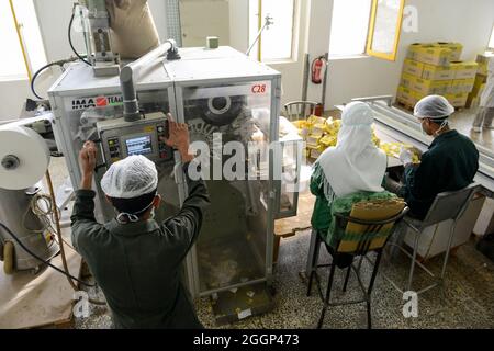 EGYPT, Bilbeis, Sekem organic farm, desert farming, ISIS factory, processing and packaging of herbal teas / AEGYPTEN, Bilbeis, Sekem Biofarm, Landwirtschaft in der Wueste, Kraeuter und Tee Verarbeitung, Verpackung von Anis Teebeutel Stock Photo