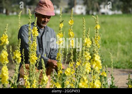 EGYPT, Bilbeis, Sekem organic farm, desert farming, harvest of flowers of Mullein which is used for natural pharmaceuticals and medicine / AEGYPTEN, Bilbeis, Sekem Biofarm, Landwirtschaft in der Wueste, Ernte von Blaettern der Koenigskerze Stock Photo