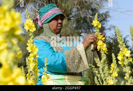 EGYPT, Bilbeis, Sekem organic farm, desert farming, harvest of flowers of Mullein which is used for natural pharmaceuticals and medicine / AEGYPTEN, Bilbeis, Sekem Biofarm, Landwirtschaft in der Wueste, Ernte von Blaettern der Koenigskerze Stock Photo