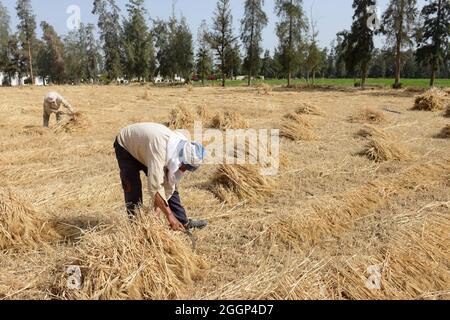 EGYPT, Bilbeis, Sekem organic farm, desert farming, manual harvest of wheat / AEGYPTEN, Bilbeis, Sekem Biofarm, Landwirtschaft in der Wueste, Ernte von Weizen Stock Photo