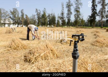 EGYPT, Bilbeis, Sekem organic farm, desert farming, manual harvest of wheat / AEGYPTEN, Bilbeis, Sekem Biofarm, Landwirtschaft in der Wueste, Ernte von Weizen Stock Photo