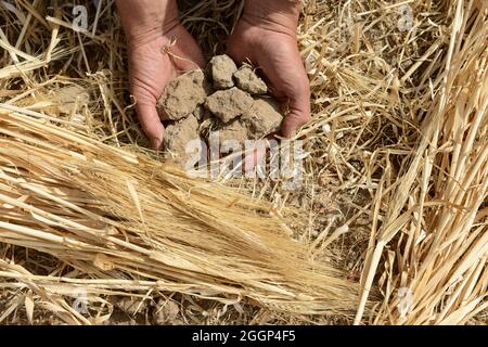 EGYPT, Bilbeis, Sekem organic farm, desert farming, soil improvement with compost / AEGYPTEN, Bilbeis, Sekem Biofarm, Landwirtschaft in der Wueste, Bodenverbesserung mit Kompost Stock Photo