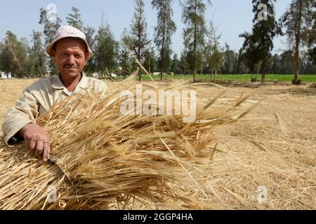 EGYPT, Bilbeis, Sekem organic farm, desert farming, manual harvest of wheat / AEGYPTEN, Bilbeis, Sekem Biofarm, Landwirtschaft in der Wueste, Ernte von Weizen Stock Photo