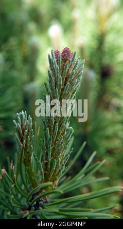Close-up of the small pine cones starting to grow on the end of a mugo pine tree branch. Stock Photo