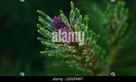 Close-up of the small pine cones starting to grow on the end of a mugo pine tree branch. Stock Photo