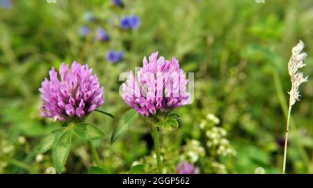 Close-up of the pink flowers on two clover plants growing in a meadow. Stock Photo