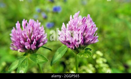 Close-up of the pink flowers on two clover plants growing in a meadow. Stock Photo