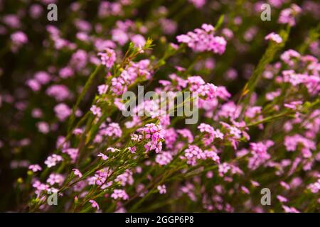 coleonema pulchellum blossom Stock Photo