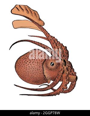 Argonauta argo, also known as the greater argonaut, is a species of pelagic octopus belonging to the genus Argonauta. Argonauta argo is cosmopolitan, occurring in tropical and subtropical waters worldwide. Color enhanced. Stock Photo