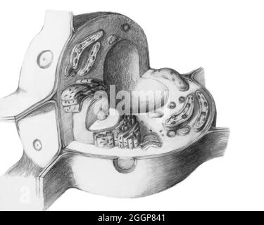 mitochondria animal cell black and white