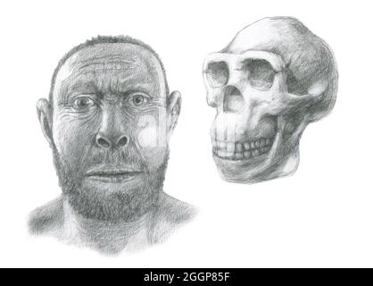 Homo erectus skull and facial reconstruction.  Homo erectus was the most widespread of the hominids (with the exception of modern humans), and lived between 1.6 and 0.3 million years ago. Stock Photo