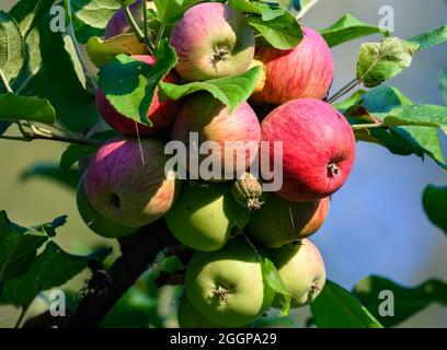 A cluster of red and green apples hanging from branch. Florence, Oregon, USA. Stock Photo