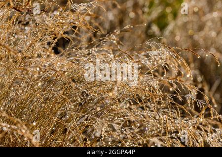 Beads of morning dew on yellow grass. Eugene, Oregon, USA. Stock Photo