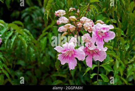 Pink trumpet flowers (Pandorea ricasoliana or Podranea ricasoliana) Stock Photo