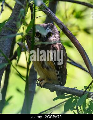 A Northern Saw-whet Owl (Aegolius acadicus) perched on a branch. Steens Mountain Wilderness area. Diamond, Oregon, USA. Stock Photo