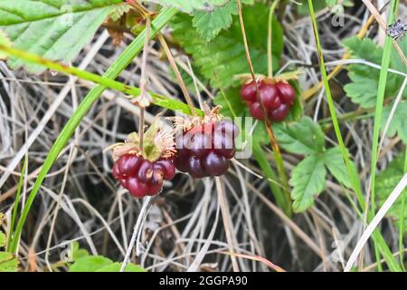 Rubus arcticus or arctic raspberries. Ripe berries in the tundra of the Taimyr Peninsula. Stock Photo