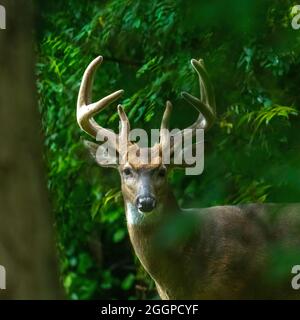 A Male White Tailed Deer (Odocoileus virginianus) Buck with large antlers peering through the forest  in Michigan, USA. Stock Photo