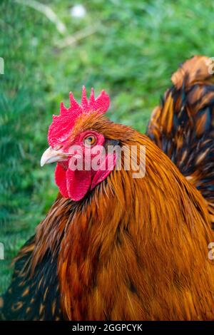 Zwerg-Orpington Huhn auf einer grünen Wiese Stock Photo