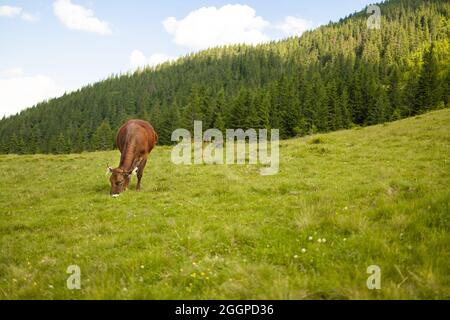 Big brown cow grazing in a field at sunset. Stock Photo