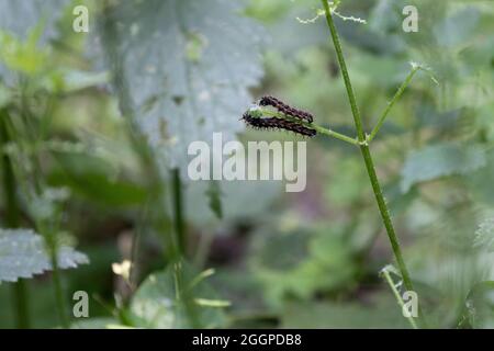 Caterpillars of a map (Araschnia levane) on a common nettle Stock Photo