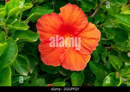 Closeup of a beautiful hibiscus plant with its characteristic flowers. Note the incredible orange color of the petals. Stock Photo