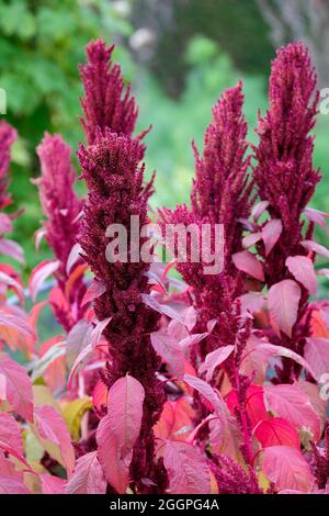 Amaranthus cruentus 'Velvet Curtains'.Prince's feather 'Velvet Curtains'. purple amaranth 'Velvet Curtains'. Red amaranth 'Velvet Curtains' Stock Photo