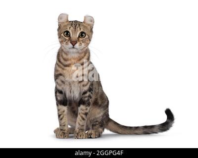 Beautiful brown tabby blotched American Curl Shorthair cat, sitting facing front ready to jump. Looking straight to camera. Isolatd on a white backgro Stock Photo