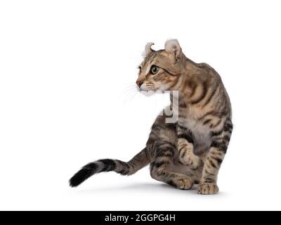 Beautiful brown tabby blotched American Curl Shorthair cat, turning side ways showing profile and ears. Looking ahead away from camera. Isolatd on a w Stock Photo