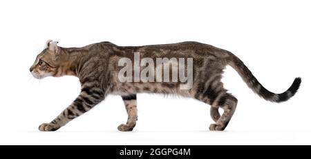 Beautiful brown tabby blotched American Curl Shorthair cat, walking side ways showing profile and ears. Looking ahead away from camera. Isolatd on a w Stock Photo