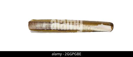 Razor fish, Sea shell isolated on white background. Shell, Seashell or Conch isolated on white Background as Decor or Souvenir. Stock Photo