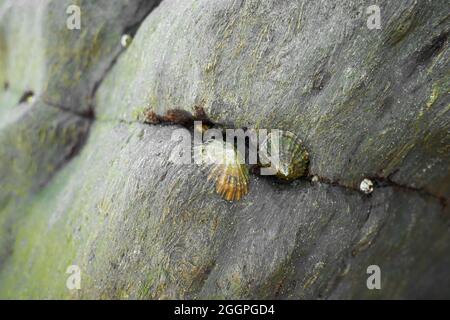 A closeup of seashells on a rock at a beach during low tide Stock Photo