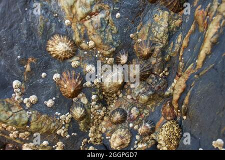 A closeup of seashells on a rock at a beach during low tide Stock Photo