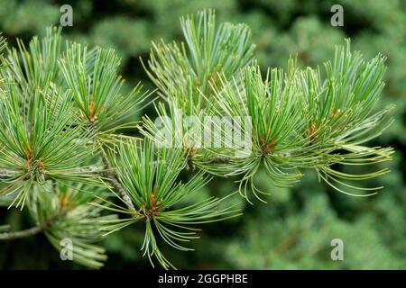Pinus cembra Pine needles Pinus foliage Stock Photo