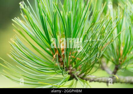 Pinus cembra Swiss Pine Pinus needles Stock Photo