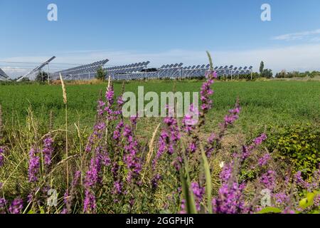 Agrivoltaics or agrophotovoltaics is co-developing the same area of land for both solar photovoltaic power as well as for agriculture. Stock Photo