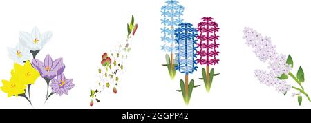 The flowers is blooming in Spring-Crocus,ornamental apple tree(crab-apple),Hyacinth,Lilac Stock Vector
