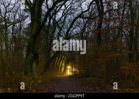 Late in the evening in the woods, a forest path and lanterns Stock Photo