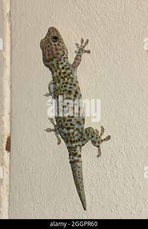 Tokay Gecko (Gecko gecko), Thailand Stock Photo - Alamy
