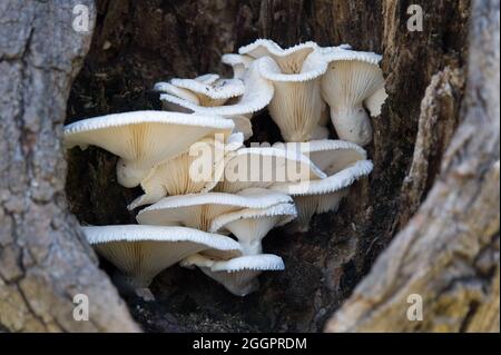 White fungi stack on top of each other growing on the inside of a hole in a tree with little bugs crawling all over Stock Photo