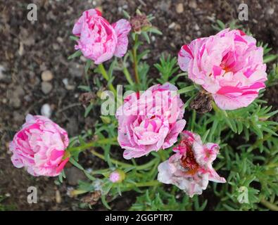 Pink and white ranunculus flowers and foliage in garden setting Stock Photo