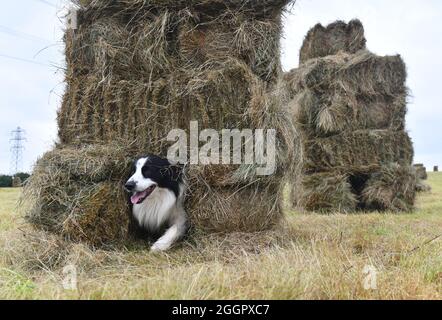 Border Collie sheep dog playing between hay bales on Shropshire farm. England Britain Uk Stock Photo