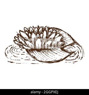 Ink illustration. Water flower. Hand draw Vector illustration of lotus lily. Stock Vector