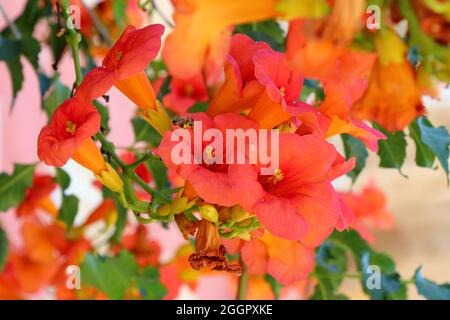 Blooming of Campsis Grandiflora or Chinese trumpet vine Stock Photo