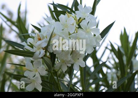 Blooming of white Nerium oleander Arali. White Oleander Flowers Stock Photo