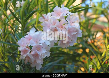 Light Pink Oleander Flowers.  Light Pink Nerium Oleander Dogbane Blooming. Stock Photo