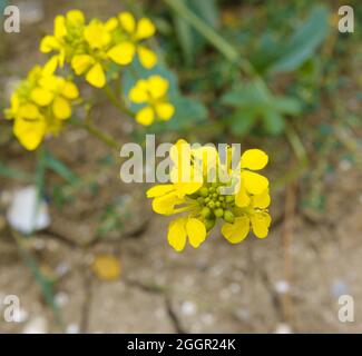 Sinapis arvensis, the charlock mustard, field mustard, wild mustard or charlock growing wild on Salisbury Plain, Wiltshire UK Stock Photo