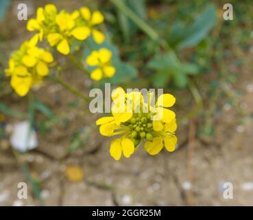 Sinapis arvensis, the charlock mustard, field mustard, wild mustard or charlock growing wild on Salisbury Plain, Wiltshire UK Stock Photo