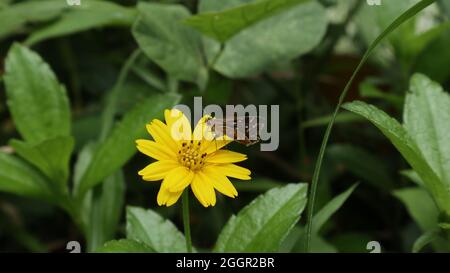Close up of a Common grass dart butterfly on a yellow tick seed flower Stock Photo